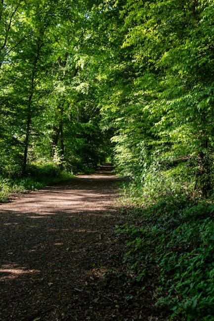 A woodland footpath surrounded by tall deciduous trees with dense green foliage, creating a canopy overhead. The ground is covered with a mixture of earth and small gravel, and sunlight filters through the leaves, casting dappled shadows along the path. In the foreground, there are no visible furniture or moving equipment, but the scene suggests an outdoor environment suitable for walking or outdoor activities. This tranquil woodland setting aligns with potential routes and access points for house removals and moving services, such as those provided by Man with Van Downham, especially when coordinating transportation near Downham Woodland Walk. The image emphasizes natural surroundings, making it relevant for discussing logistics and route planning for home relocation in this area.