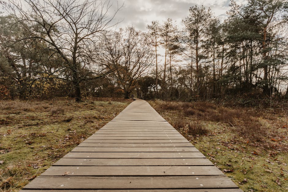 https://manwithvandownham.co.uk/blog/moving-near-downham-woodland-walk-access-route-tips/