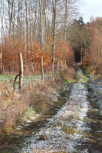 A woodland footpath surrounded by tall deciduous trees with dense green foliage, creating a canopy overhead. The ground is covered with a mixture of earth and small gravel, and sunlight filters through the leaves, casting dappled shadows along the path. In the foreground, there are no visible furniture or moving equipment, but the scene suggests an outdoor environment suitable for walking or outdoor activities. This tranquil woodland setting aligns with potential routes and access points for house removals and moving services, such as those provided by Man with Van Downham, especially when coordinating transportation near Downham Woodland Walk. The image emphasizes natural surroundings, making it relevant for discussing logistics and route planning for home relocation in this area.